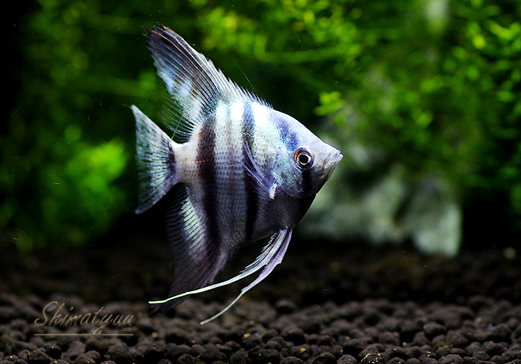 熱帯魚 アバターブルーエンゼル 1匹 熱帯魚 シクリッド Aqua F東京店通販ショップ 熱帯魚 アバターブルーエンゼル 1匹 熱帯魚 シクリッド Aqua F東京店通販ショップ