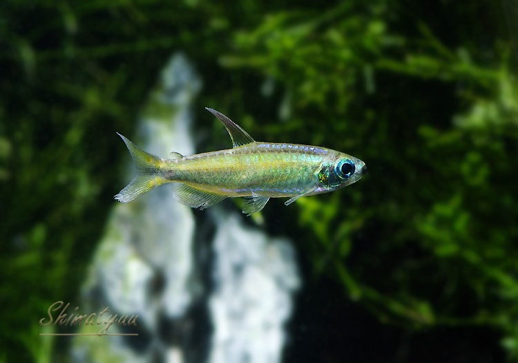 ��Ǯ�ӵ��ۡ�������ǥ󥳥󥴥ƥȥ顡WILD��1ɤ