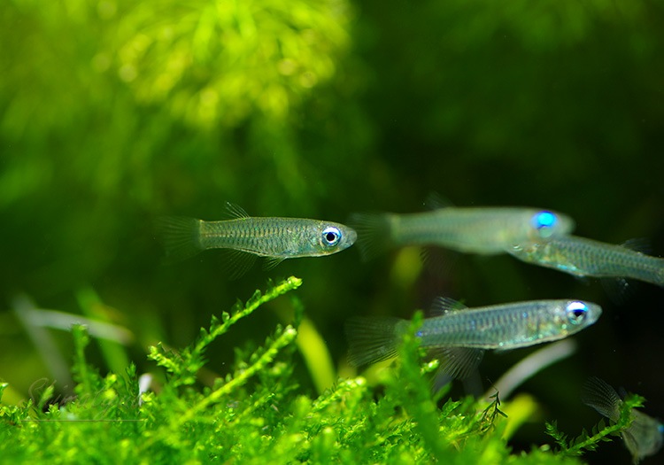 熱帯魚 アフリカン ランプアイ Wild 1匹 熱帯魚 メダカ類 卵性メダカ Aqua F東京店通販ショップ