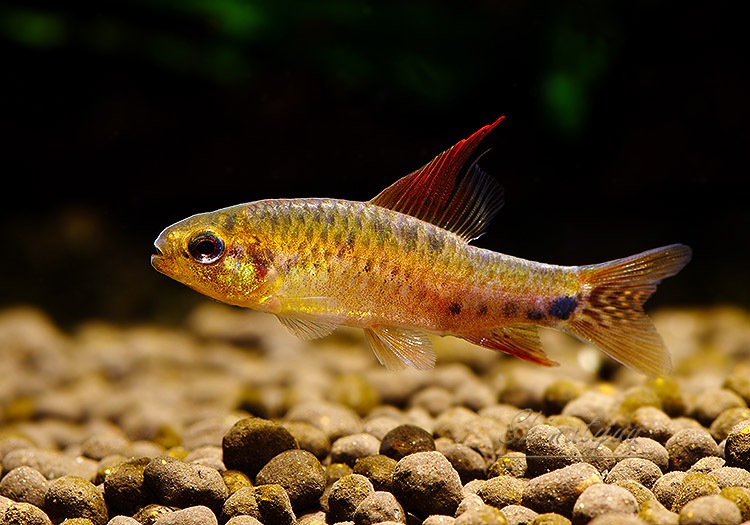 熱帯魚】 ポエキロカラックス カリプテルス “マディラ” WILD 1匹