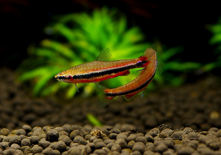 ��Ǯ�ӵ��ۡ��ʥΥ��ȥॹ �٥å��ۥ�ǥ����ȥ�٥��顦�ǡ����������� �ɡ�WILD��1ɤ