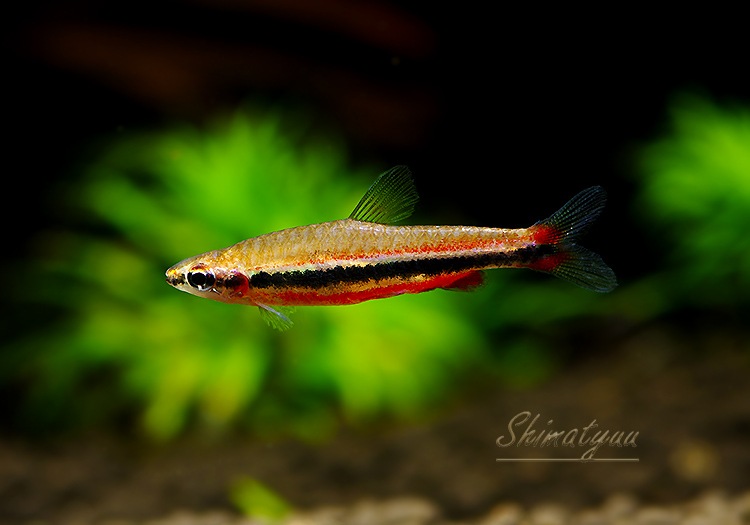 ��Ǯ�ӵ��ۡ��ʥΥ��ȥॹ �٥å��ۥ�ǥ����ȥ�٥��顦�ǡ����������� �ɡ�WILD��1ɤ