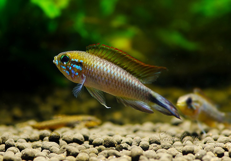 Ap���������������ףɣ̣ġ��ȥڥ롼�ɡ����У�