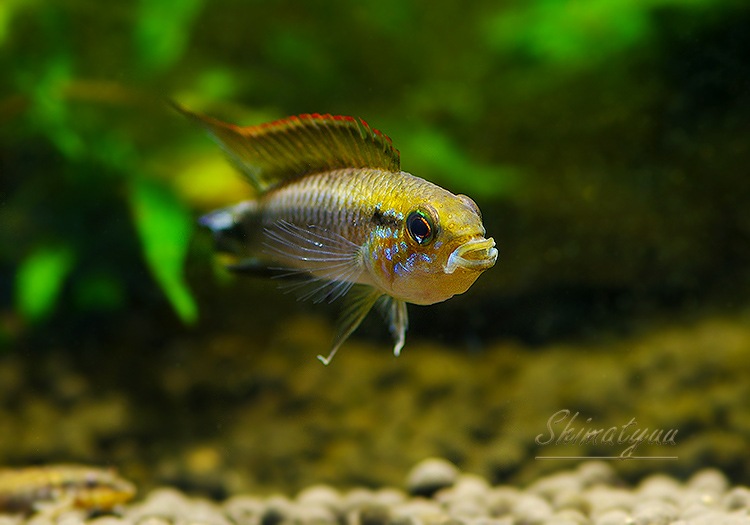 Ap���������������ףɣ̣ġ��ȥڥ롼�ɡ����У�