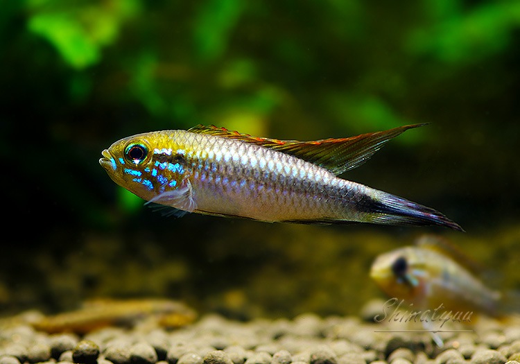 Ap���������������ףɣ̣ġ��ȥڥ롼�ɡ����У�