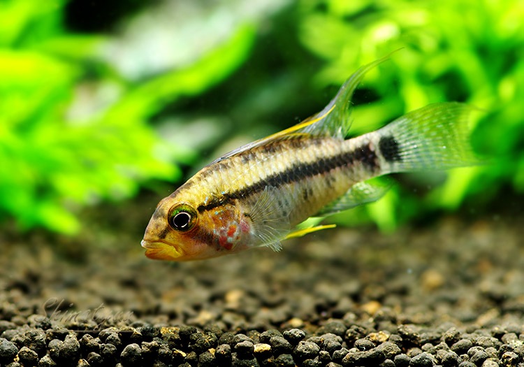 ���� cf���ڥ륽�ʡ������ȥߥġɡ��ǥ���������WILD��1�У�