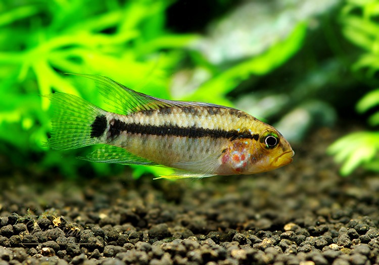 ���� cf���ڥ륽�ʡ������ȥߥġɡ��ǥ���������WILD��1�У�