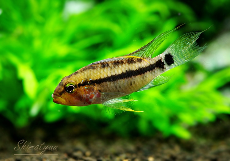 ���� cf���ڥ륽�ʡ������ȥߥġɡ��ǥ���������WILD��1�У�