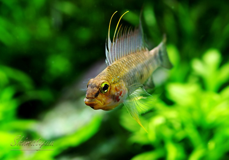 ���� cf���ڥ륽�ʡ������ȥߥġɡ��ǥ���������WILD��1�У�