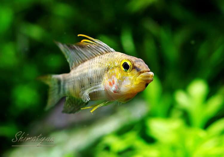 ���� cf���ڥ륽�ʡ������ȥߥġɡ��ǥ���������WILD��1�У�