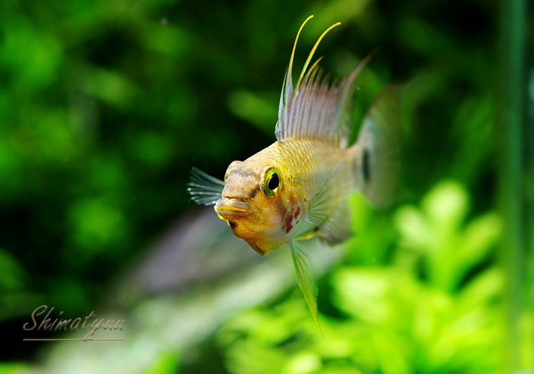 ���� cf���ڥ륽�ʡ������ȥߥġɡ��ǥ���������WILD��1�У�