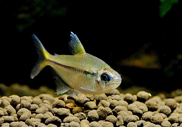 ��Ǯ�ӵ��ۡ���󥯥ۡ����㡡���󥹥ԥ�����WILD���ȥȥ�����󥹿�ϡɡ�1ɤ