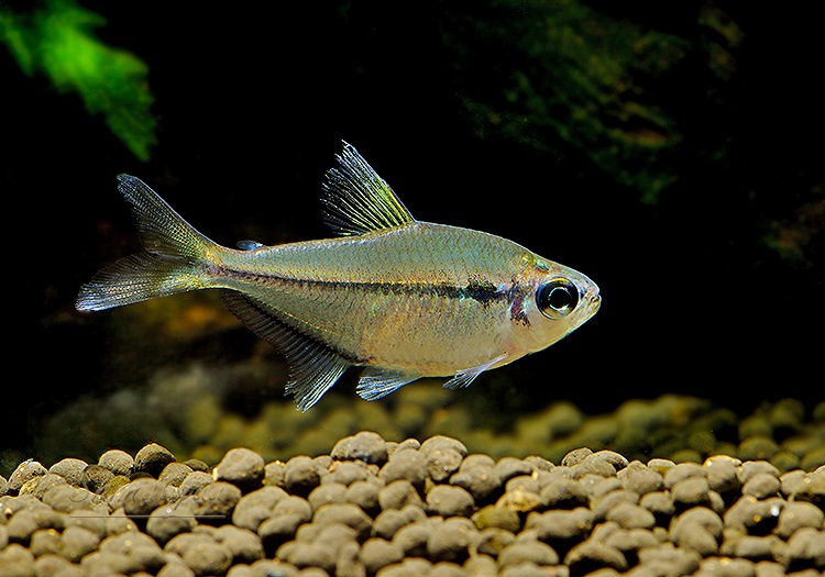 ��Ǯ�ӵ��ۡ���󥯥ۡ����㡡���󥹥ԥ�����WILD���ȥȥ�����󥹿�ϡɡ�1ɤ