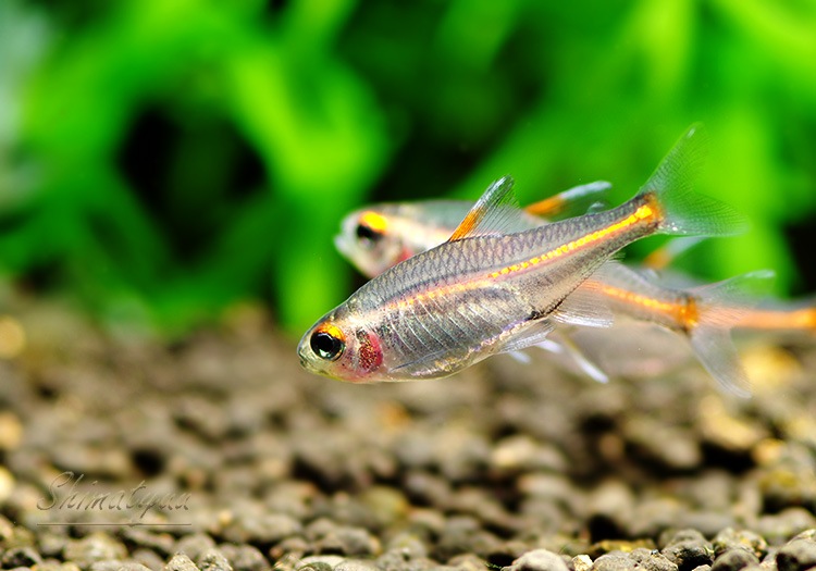 熱帯魚 グローライトテトラ 10匹 熱帯魚 カラシンｂｒeed Aqua F東京店通販ショップ