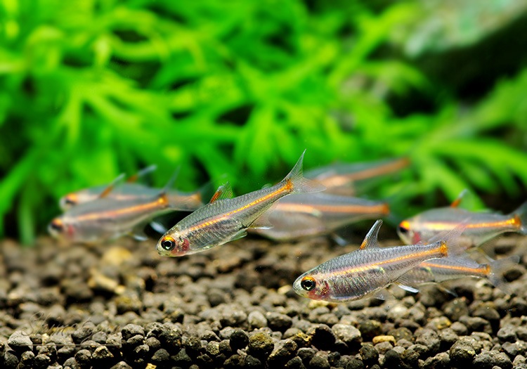 熱帯魚 グローライトテトラ 10匹 熱帯魚 カラシンｂｒeed Aqua F東京店通販ショップ