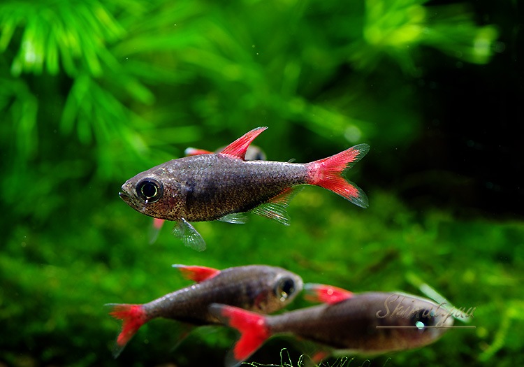 Ǯӵۡϥե֥ꥳ󡦥祹WILD3ɤ