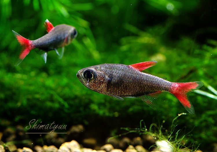 Ǯӵۡϥե֥ꥳ󡦥祹WILD3ɤ