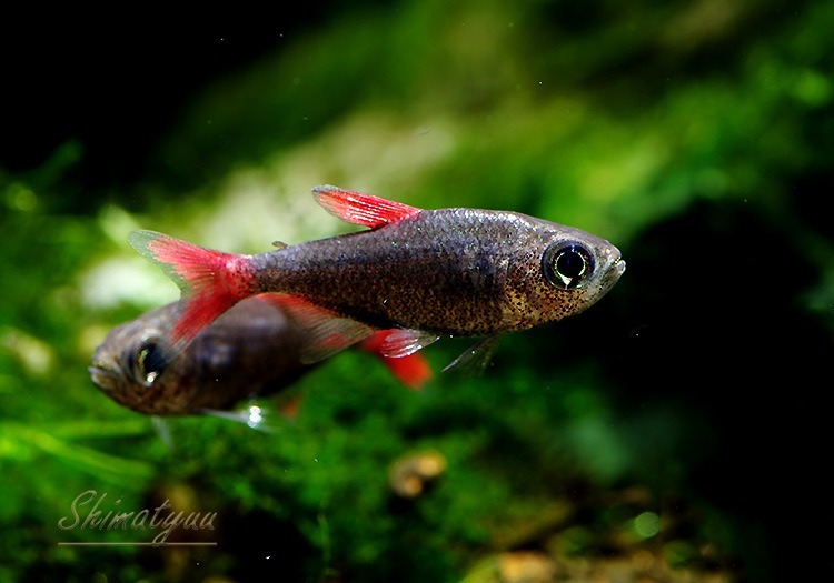 Ǯӵۡϥե֥ꥳ󡦥祹WILD3ɤ