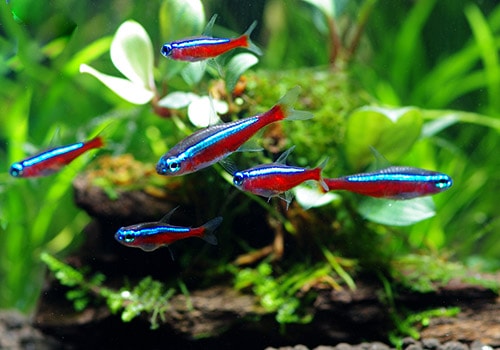 ��Ǯ�ӵ��ۡ��������ʥ�ƥȥ顡WILD���ȥꥪ���ӥ�����ɡ�5ɤ