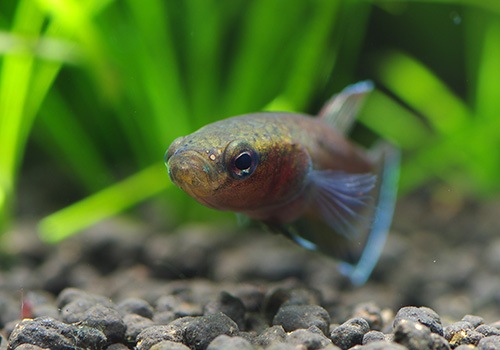熱帯魚 ベタ チャンノイデス Wild 1pr 熱帯魚 ベタ グラミー Aqua F東京店通販ショップ