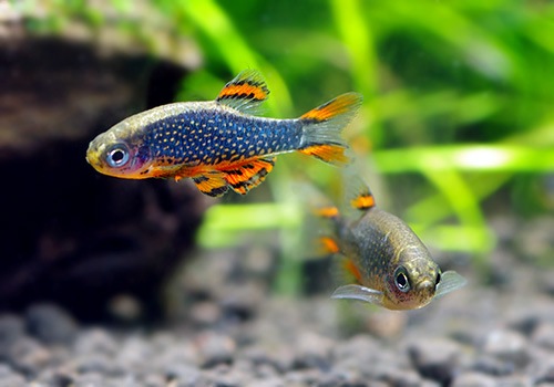 熱帯魚 ミクロラスボラ Sp ハナビ 10匹 熱帯魚 ラスボラ コイ ローチ Aqua F東京店通販ショップ