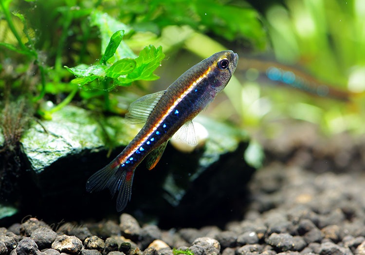 ��Ǯ�ӵ��ۡ��磻�ĥޥˡ��ƥȥ顡WILD���ɥ�����ӥ��ɡ�10ɤ