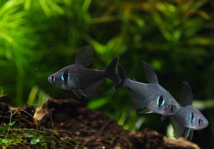 熱帯魚 ブラックファントム テトラ 10匹 熱帯魚 カラシンbreed Aqua F東京店通販ショップ 熱帯魚 ブラックファントム テトラ 10匹 熱帯魚 カラシンbreed Aqua F東京店通販ショップ