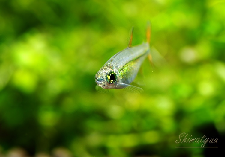 ��Ǯ�ӵ��ۡ������꡼�ӡ��󡦥ƥȥ顡WILD��5ɤ