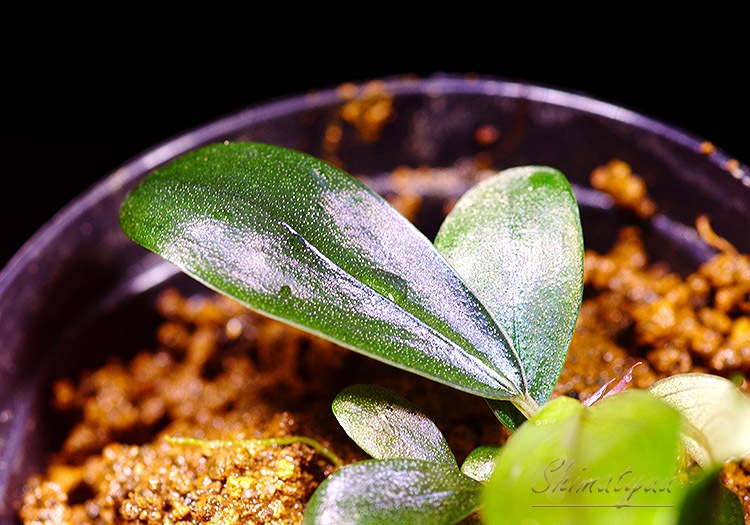 ����ʪ��Bucephalandra sp. Satan Red  2020.10��No.10