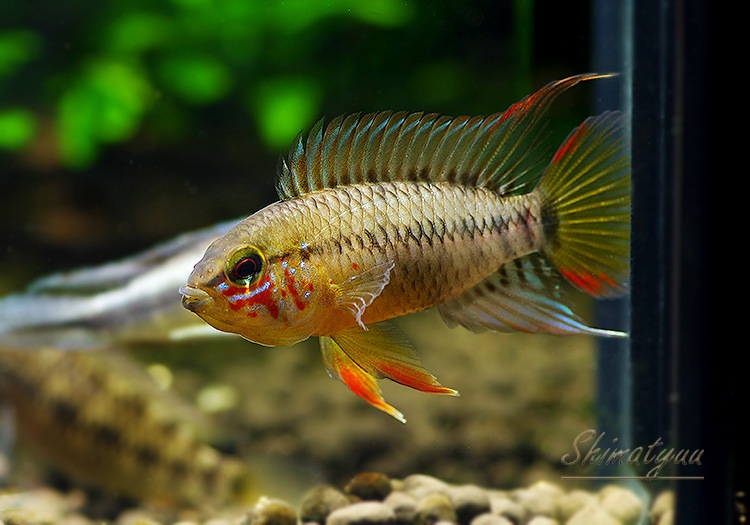 Ap cf. �ӥ�������  �ȥꥪ���楫����ٻ��ɡ��˾���Ρ��ףɣ̣ġ����У�