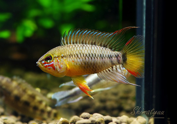 Ap cf. �ӥ�������  �ȥꥪ���楫����ٻ��ɡ��˾���Ρ��ףɣ̣ġ����У�