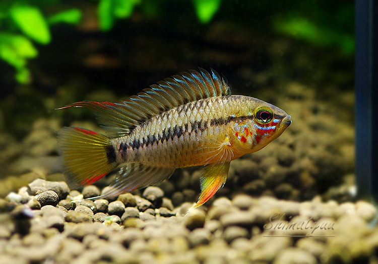 Ap cf. �ӥ�������  �ȥꥪ���楫����ٻ��ɡ��˾���Ρ��ףɣ̣ġ����У�