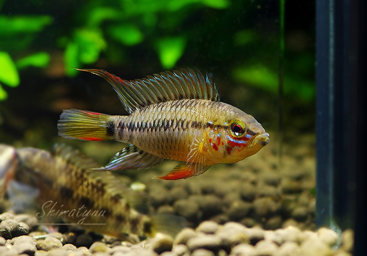 Ap cf. �ӥ�������  �ȥꥪ���楫����ٻ��ɡ��˾���Ρ��ףɣ̣ġ����У�