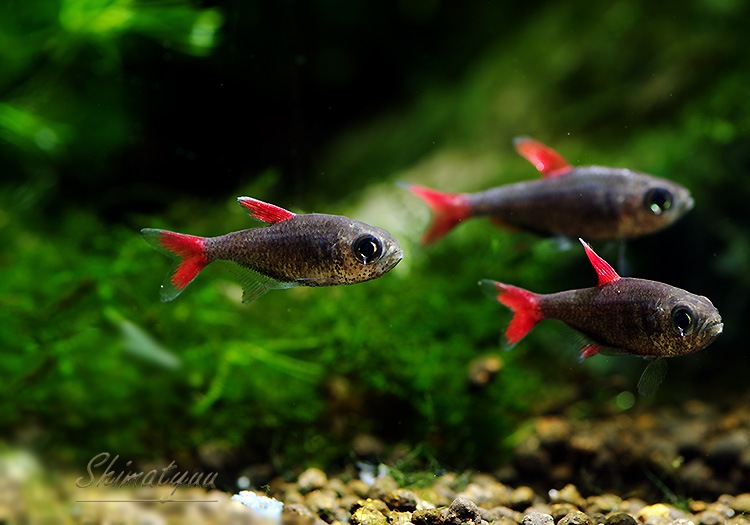 ��Ǯ�ӵ��ۡ��ϥ��ե����֥ꥳ�󡡥�����祹��WILD��1ɤ