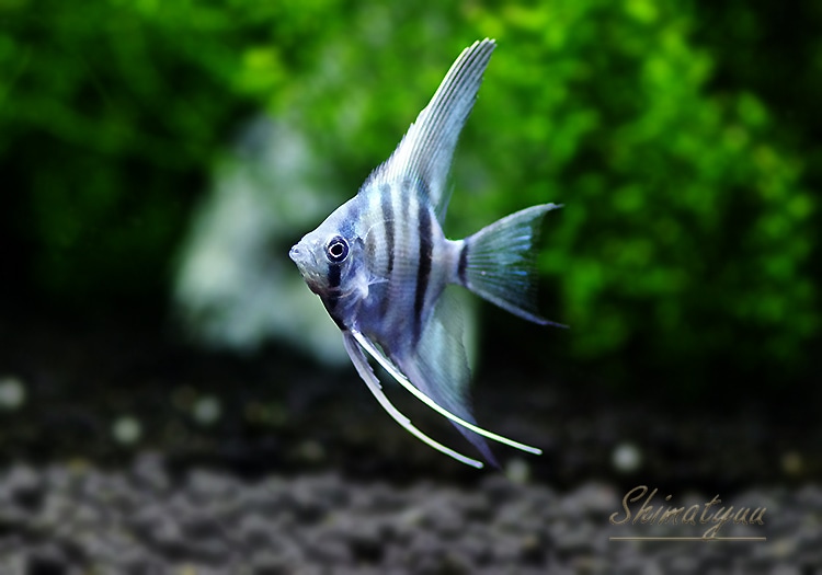 フラメンコ　ターコイズ＆エメラルドグリーンのシージョ フラメンコ ターコイズ＆エメラルドグリーンのシージョ