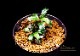 ����ʪ��Bucephalandra sp. Penelope  2020.10��No.11