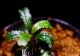 ����ʪ��Bucephalandra sp. Penelope  2020.10��No.11
