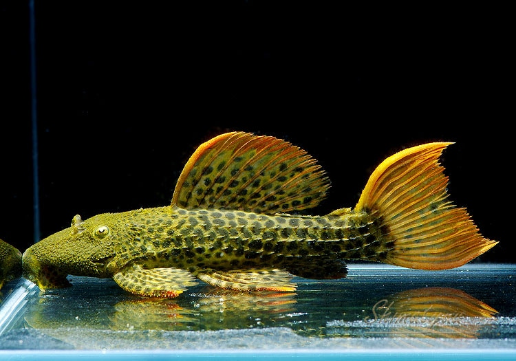 ����ʪ�������ѡ�����󥸥ե���쥪�ѡ��ɥȥ�ࡡ(ML)����Takutu Rive�ɡ�No.03