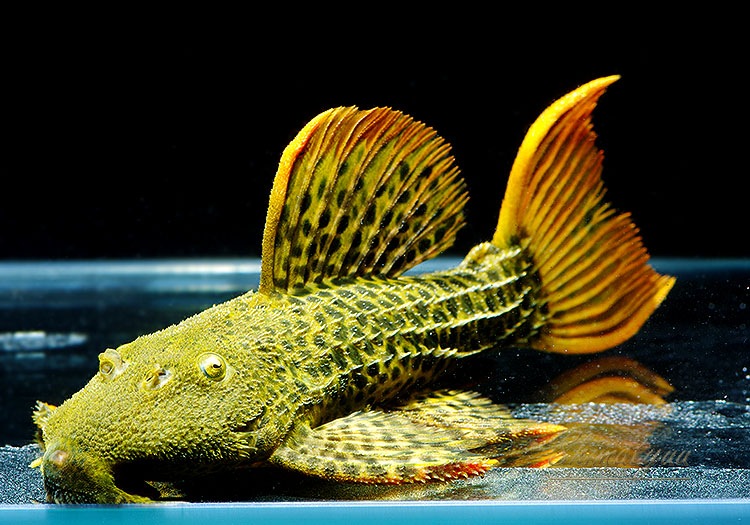 ����ʪ�������ѡ�����󥸥ե���쥪�ѡ��ɥȥ�ࡡ(ML)����Takutu Rive�ɡ�No.03