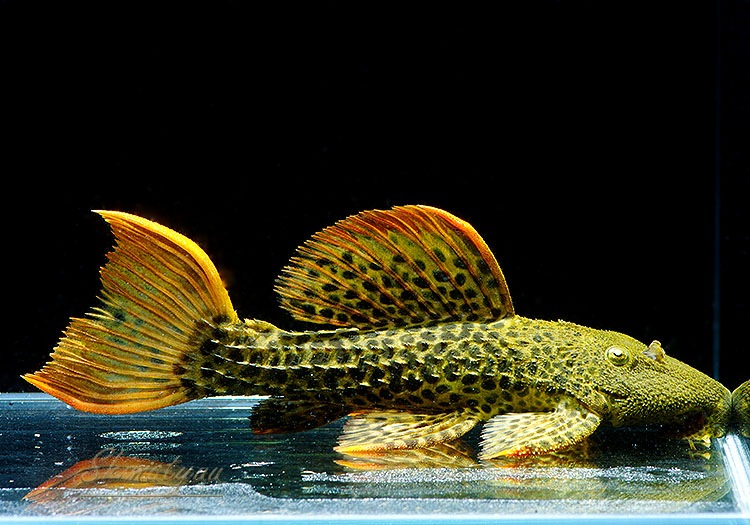 ����ʪ�������ѡ�����󥸥ե���쥪�ѡ��ɥȥ�ࡡ(ML)����Takutu Rive�ɡ�No.03