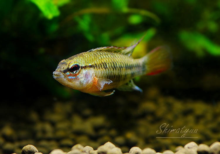 Ap �ӥ����������ȥץ���� ��������ɡ��ףɣ̣ġ����У򡡾������ò���