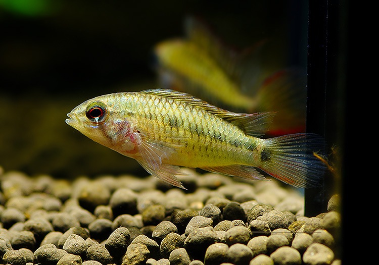 Ap �ӥ����������ȥץ���� ��������ɡ��ףɣ̣ġ����У򡡾������ò���