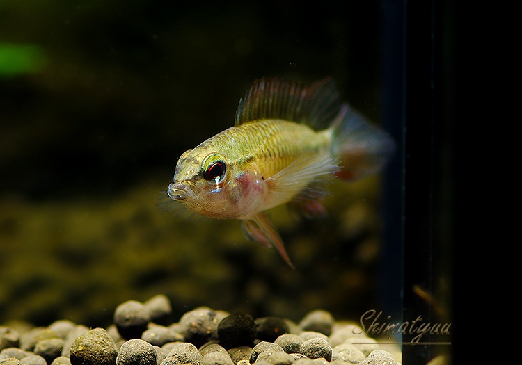 Ap �ӥ����������ȥץ���� ��������ɡ��ףɣ̣ġ����У򡡾������ò���