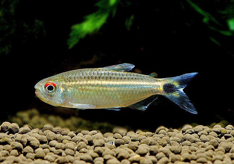 ��Ǯ�ӵ��ۡ����󥷥㥤�󡡥�󥯥ۡ����㡡WILD���ȥꥪ�����륢�ɡ�1ɤ