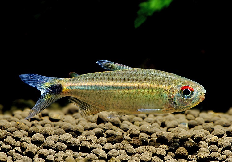 ��Ǯ�ӵ��ۡ����󥷥㥤�󡡥�󥯥ۡ����㡡WILD���ȥꥪ�����륢�ɡ�1ɤ