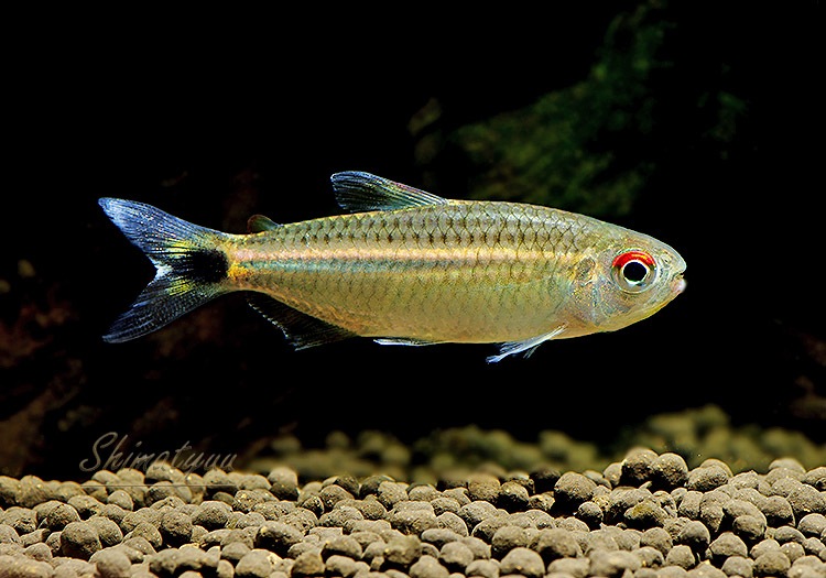 ��Ǯ�ӵ��ۡ����󥷥㥤�󡡥�󥯥ۡ����㡡WILD���ȥꥪ�����륢�ɡ�1ɤ