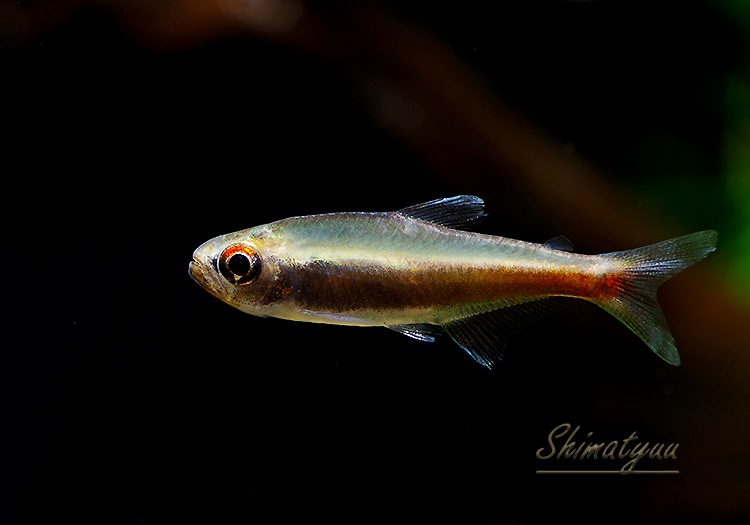 ��Ǯ�ӵ��ۡ���󥯥ۡ����㡡��˥�����WILD��3ɤ