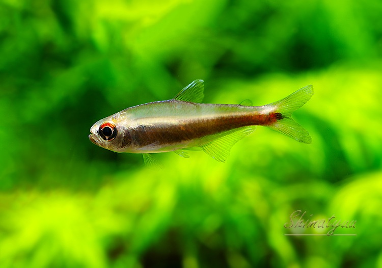 ��Ǯ�ӵ��ۡ���󥯥ۡ����㡡��˥�����WILD��3ɤ