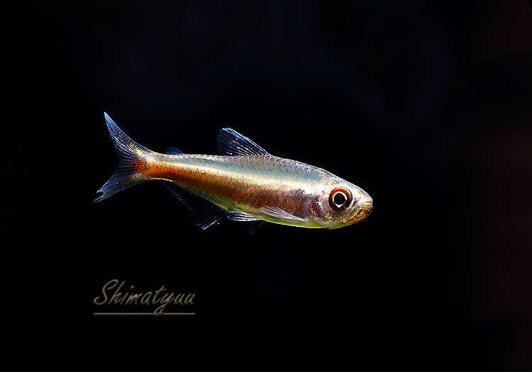 ��Ǯ�ӵ��ۡ���󥯥ۡ����㡡��˥�����WILD��3ɤ