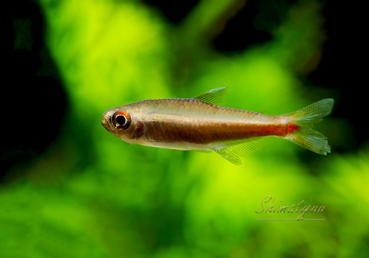 ��Ǯ�ӵ��ۡ���󥯥ۡ����㡡��˥�����WILD��3ɤ